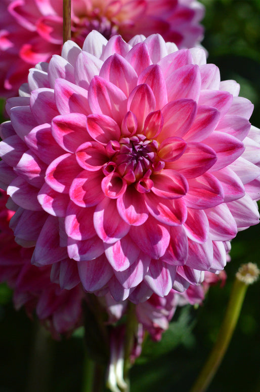Buy Dahlia Arthur Hambley Tubers
