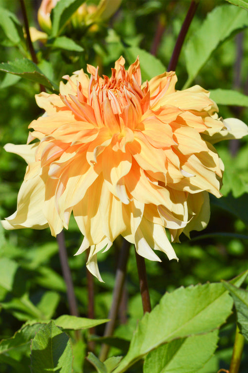 Dahlias Big Brother Tubers