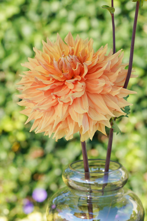 Dahlia Big Brother Tubers