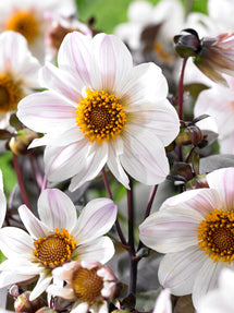 Dahlia Bishop of Dover