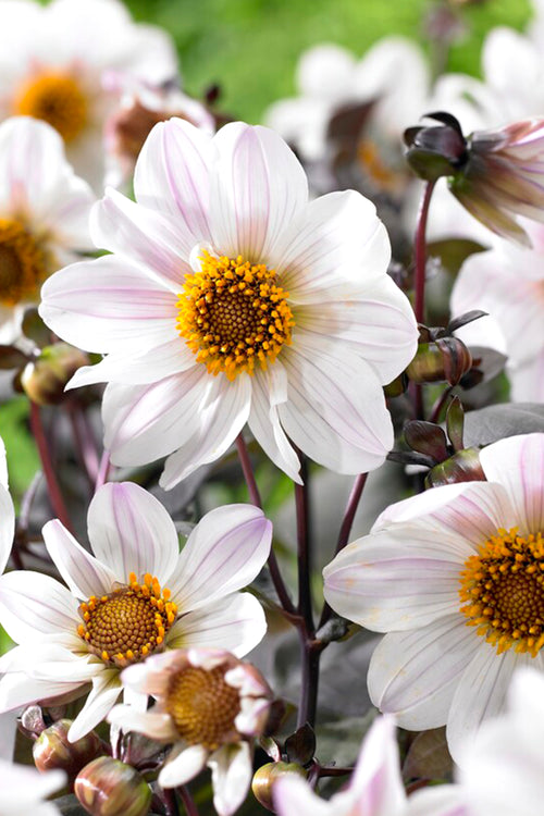 Buy Dahlia Bishop of Dover