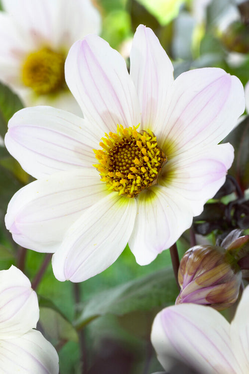 Dahlia Bishop of Dover Tubers