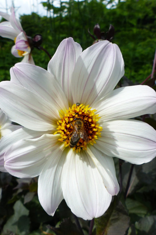 Dahlia Bishop of Dover