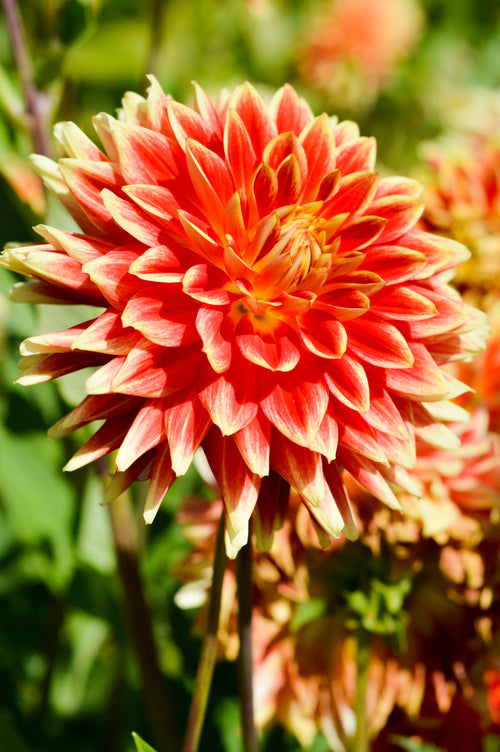 Dahlia Bodacious Tubers - Large Dinnerplate Dahlia