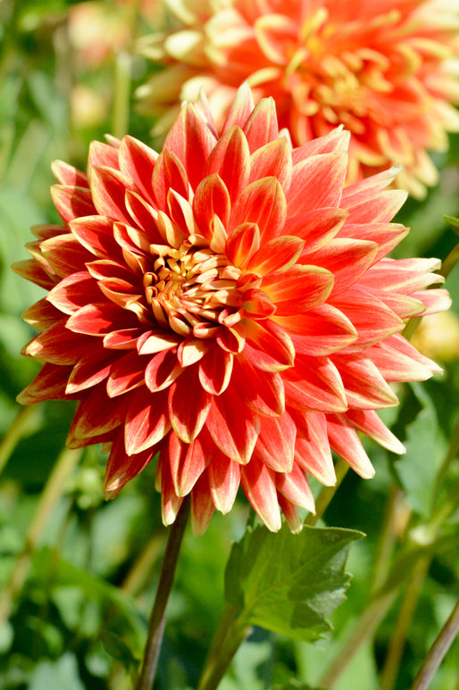 Dahlia Bodacious Bulbs and Tubers