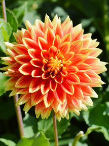 Dahlia Bodacious