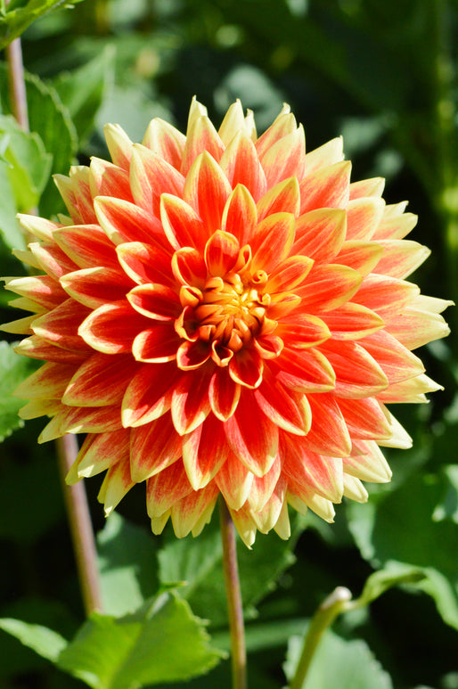 Dahlia Bodacious Tubers