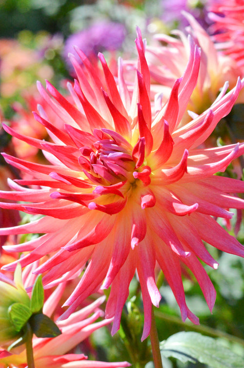 Cactus Dahlias Bora Bora