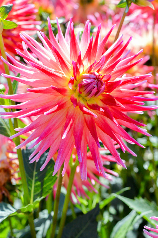 Bora Bora Dahlias Tubers