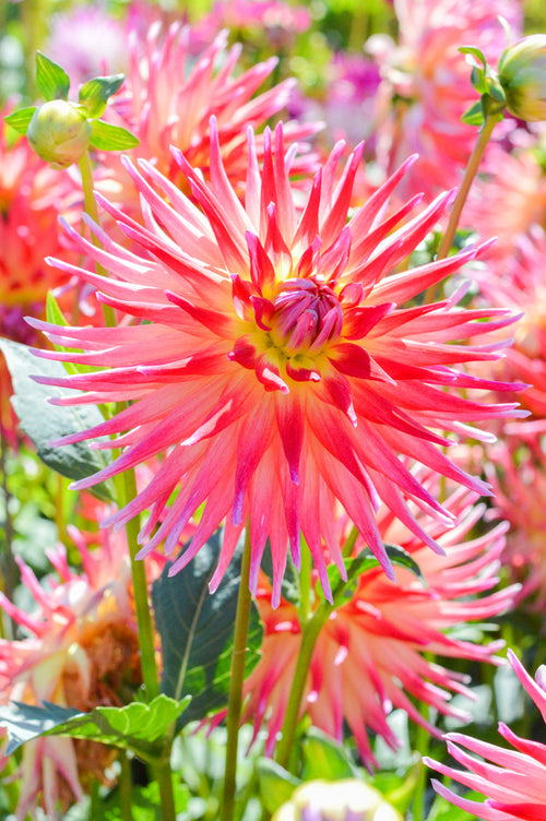 Bora Bora Cactus Dahlia Tubers