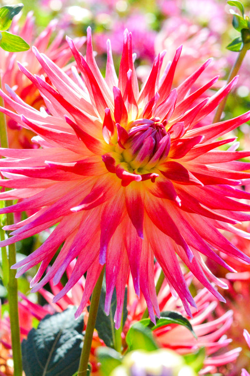 Bora Bora Dahlia Bulbs and Tubers