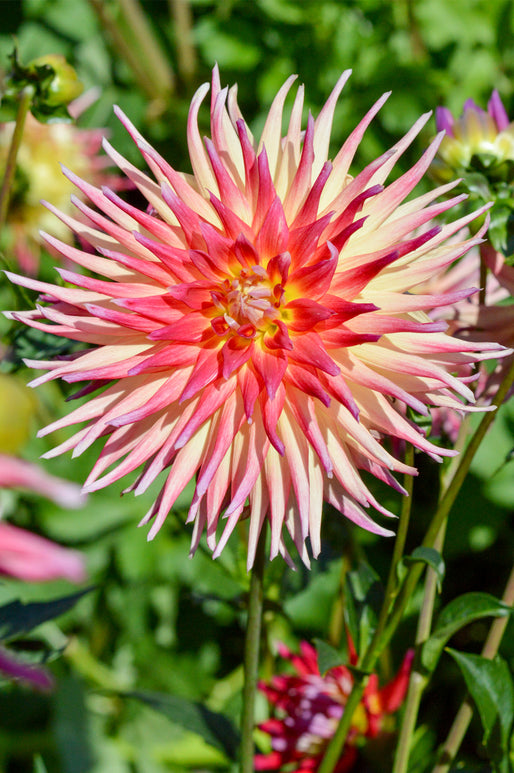 Bora Bora Dahlia Tubers