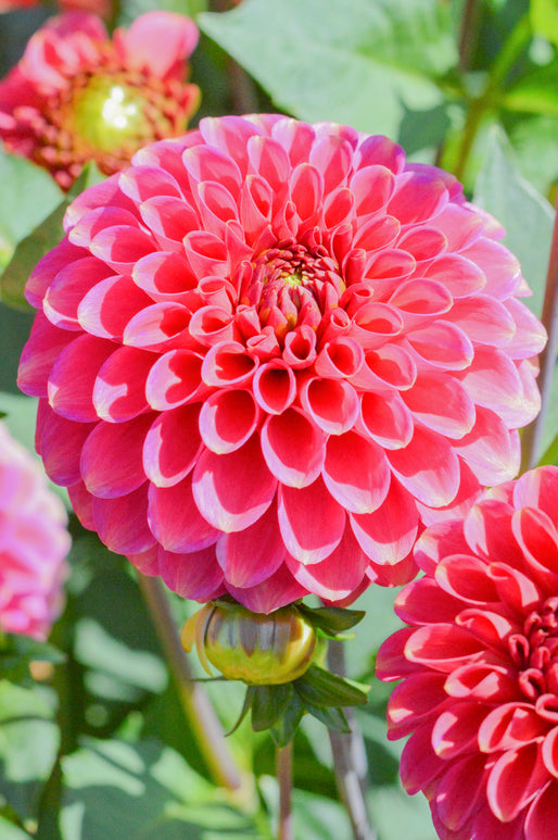 Buy pompon Burlesca Dahlia Tubers