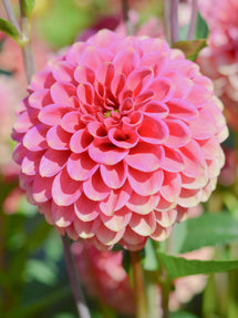 Dahlia Burlesca