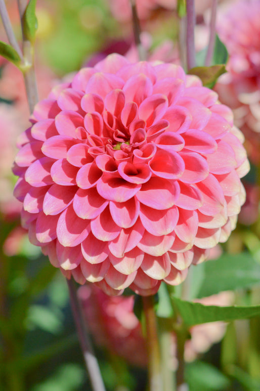 Burlesca Dahlia Tubers and bulbs