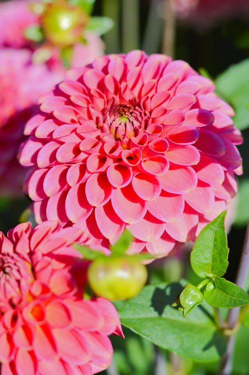 Burlesca Dahlia Tubers