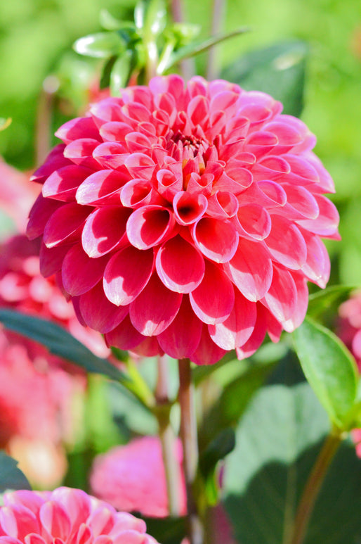 Burlesca Dahlia Tubers - Pompon Dahlias