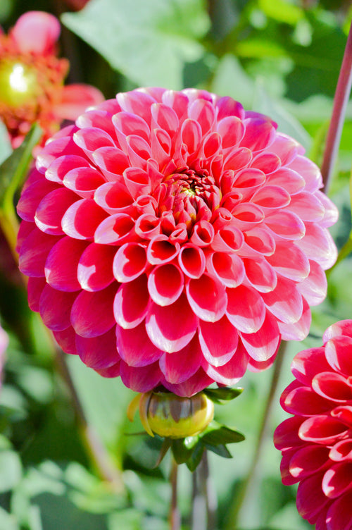 Buy Burlesca Dahlia Bulbs