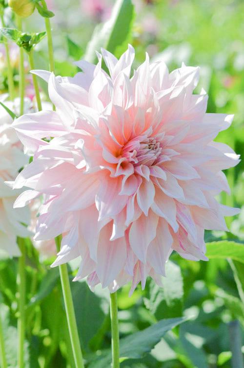 Cafe Au Lait Dahlia Tubers