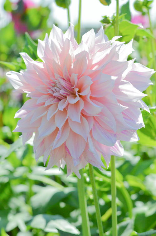 Cafe Au Lait Dahlia Tubers