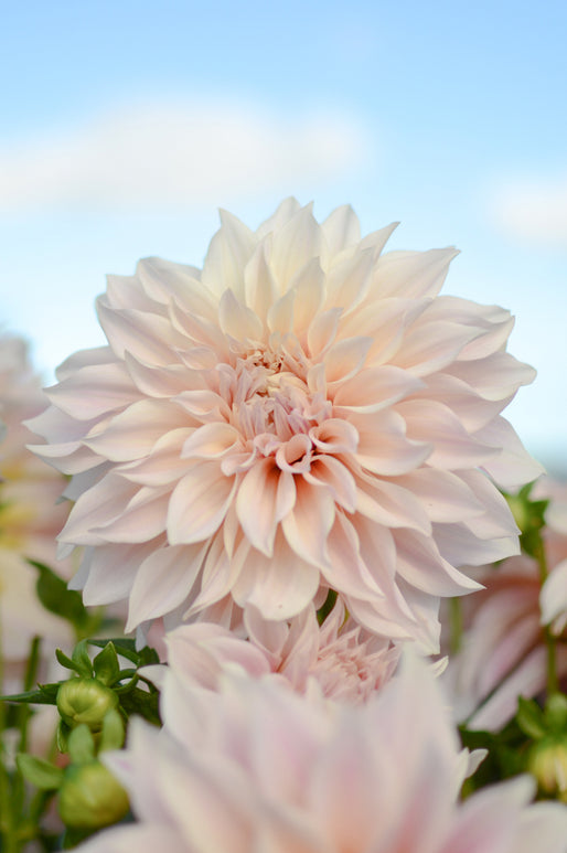 Cafe Au Lait Dahlia Tubers