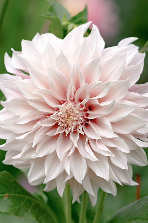 Cafe Au Lait Dahlia Tubers