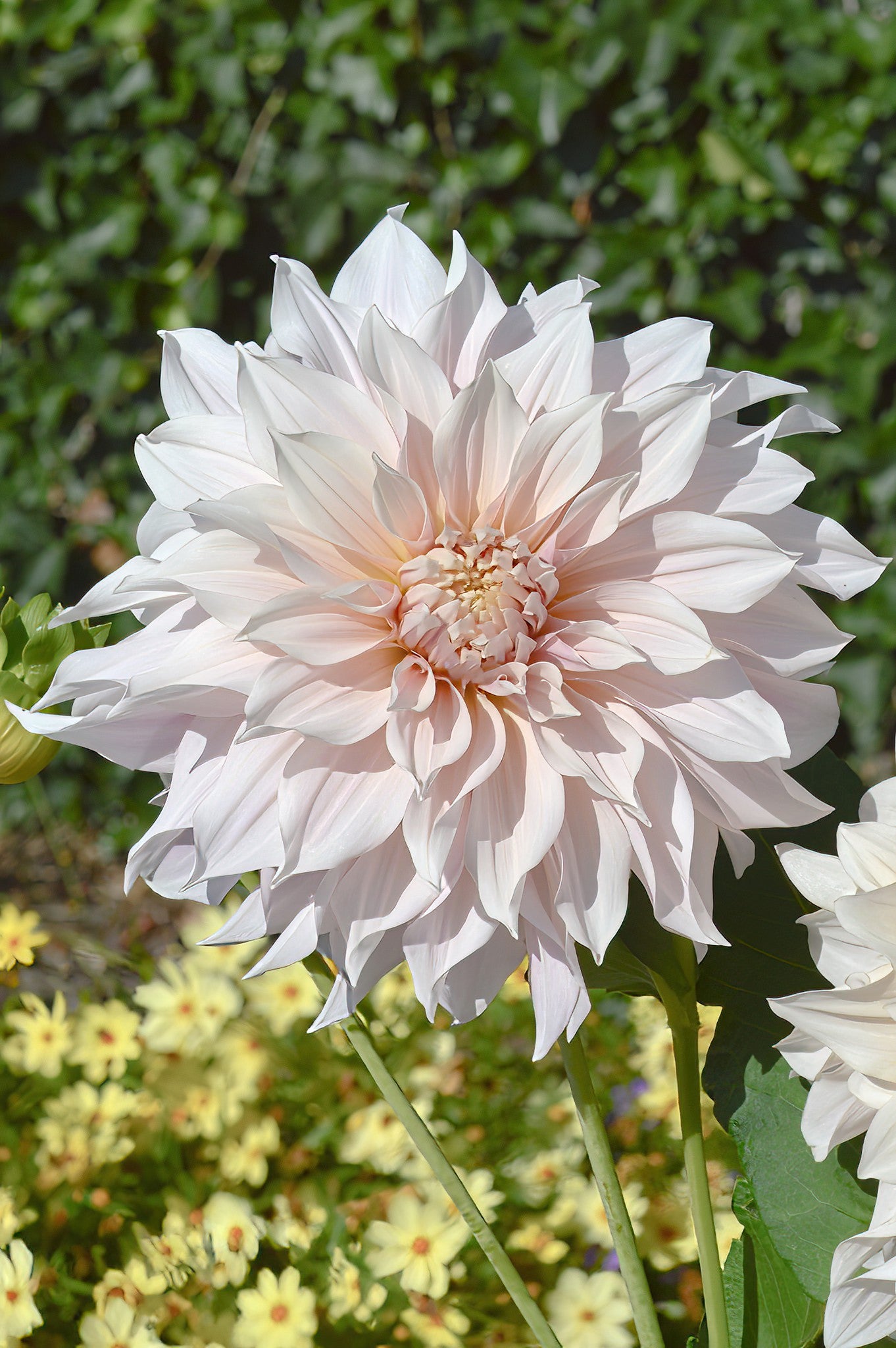 cafe au lait dahlia seeds Dahlia Café Au Lait | Dahlia Tubers