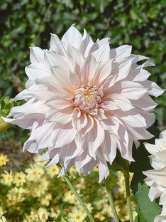 Dahlia Cafe Au Lait