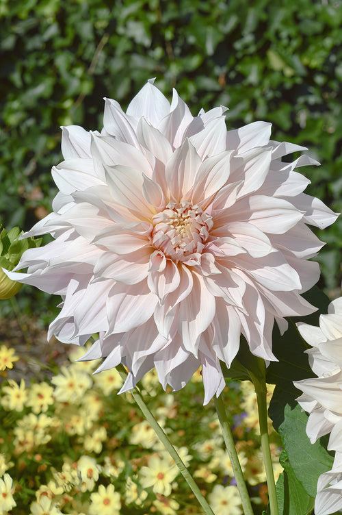 Cafe Au Lait Dahlia Tubers
