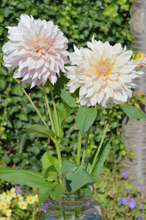 Cafe Au Lait Dahlia Tubers As Cut Flowers In A Vase
