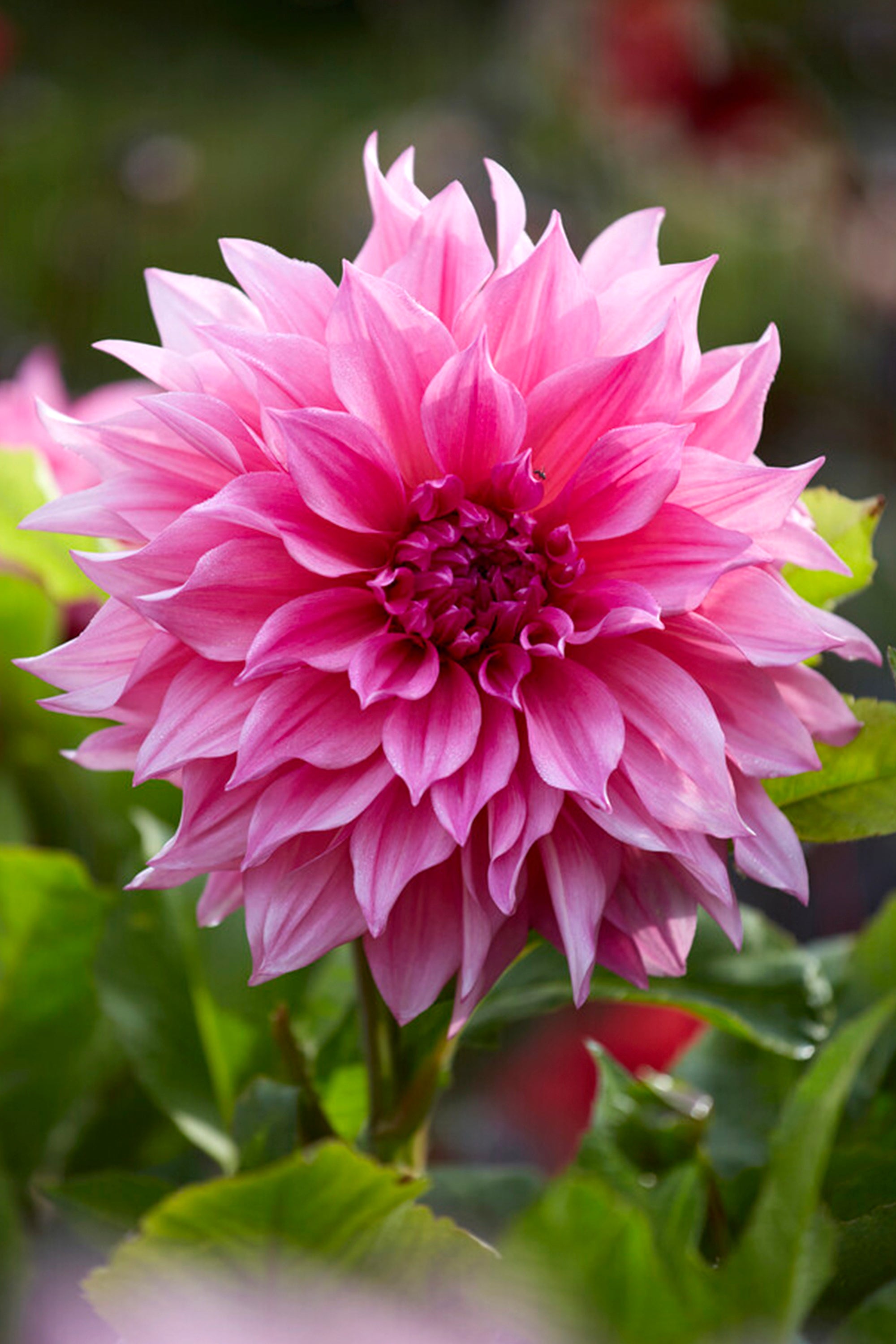 Dahlia Café Au Lait Rose | Dahlia Tubers | DutchGrown™