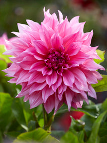 Dahlia Café Au Lait Rose