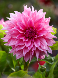 Dahlia Café Au Lait Rose