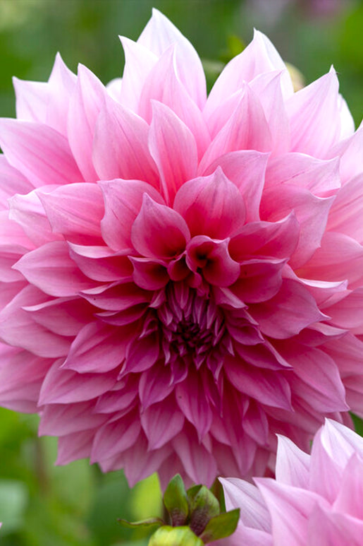 Buy Dahlia Café Au Lait Rose Tubers