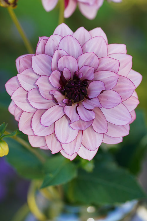Dahlia Crème de Cassis Tubers