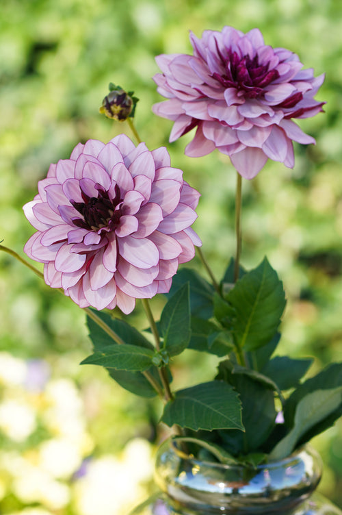 Dahlias Crème de Cassis Tubers