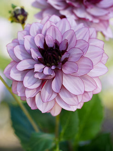 Dahlia Crème de Cassis