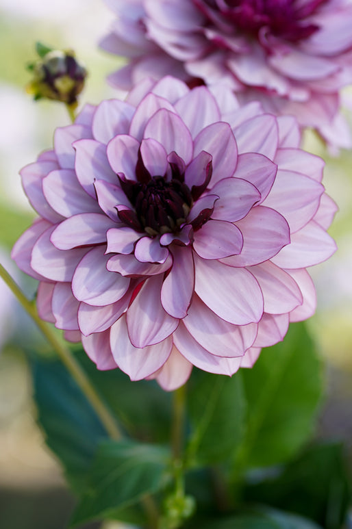 Dahlia Crème de Cassis Tubers