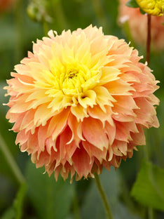 Dahlia Deep Impact