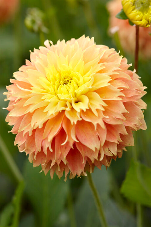 Dahlia Deep Impact