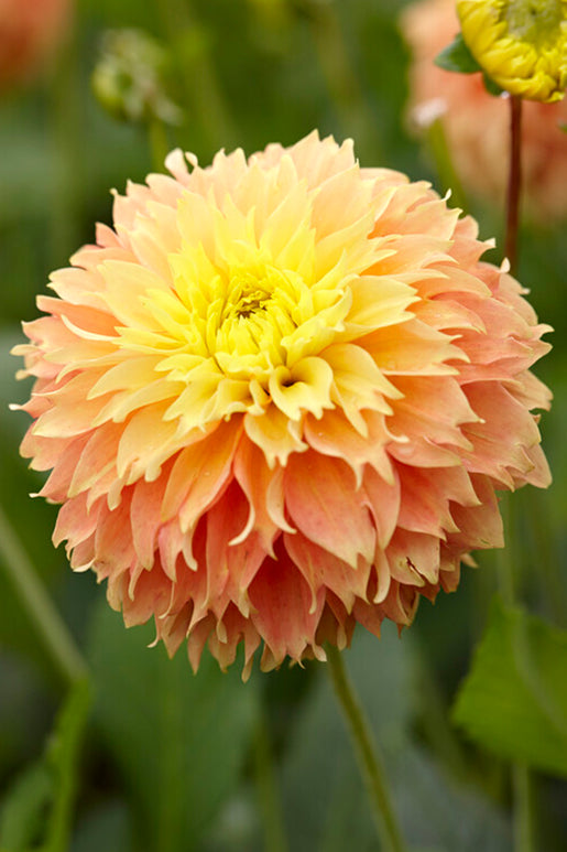 Dahlia Deep Impact