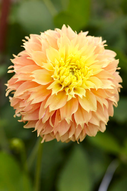 Buy Dahlia Deep Impact