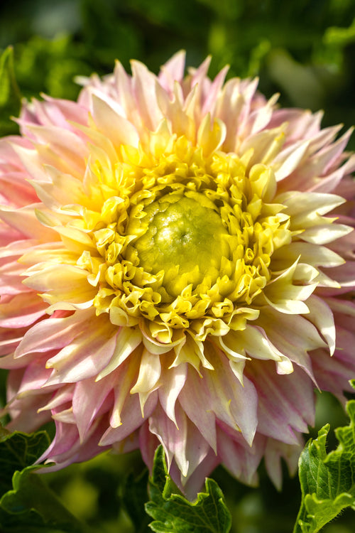 Dahlia Deep Impact Tubers