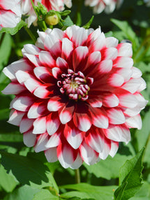 Dahlia Duet