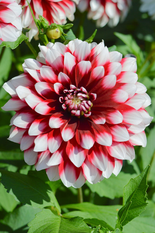 Dahlia Tubers Duet (Flower Bulbs)