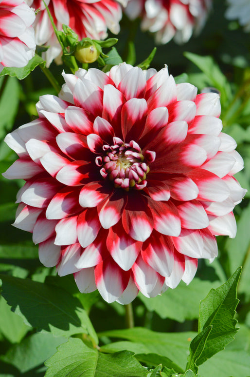 Dahlia Tubers Duet (Flower Bulbs)
