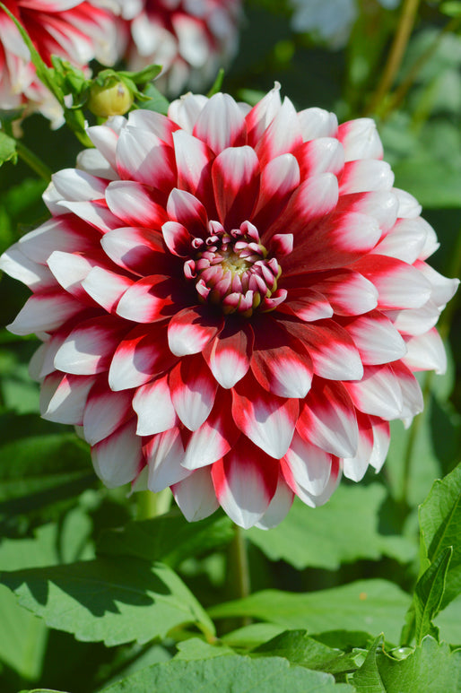 Decorative Dahlia Tubers Duet (Flower Bulbs)