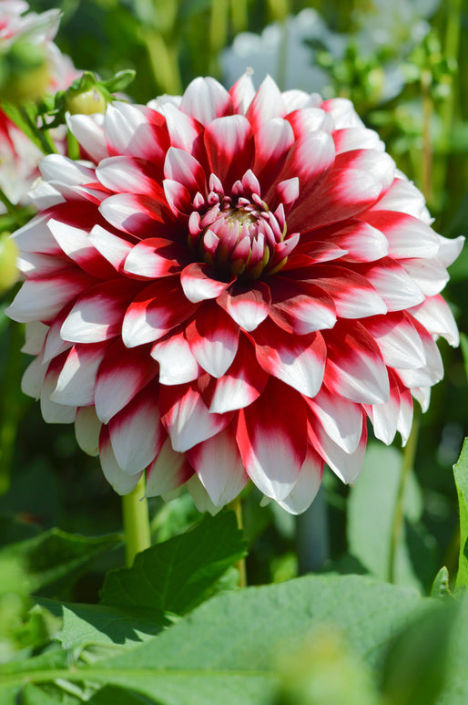 Dahlia Tubers Duet (Flower Bulbs)