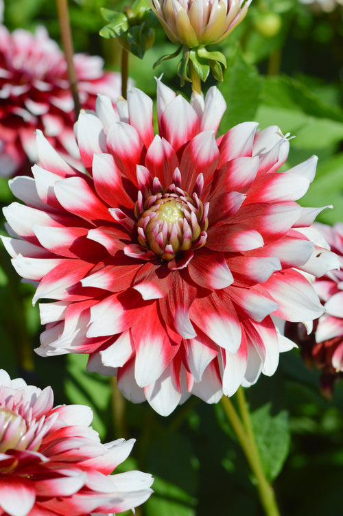 Dahlia 'Duet' tubers — Buy online at DutchGrown