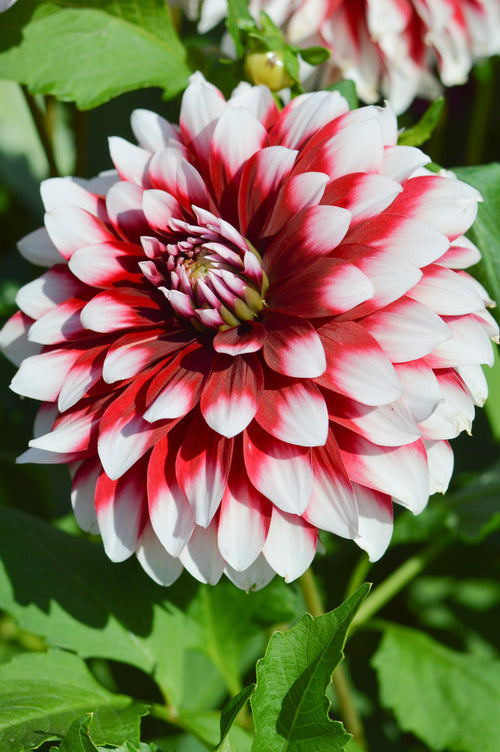 Decorative Dahlias Tubers Duet (Flower Bulbs)